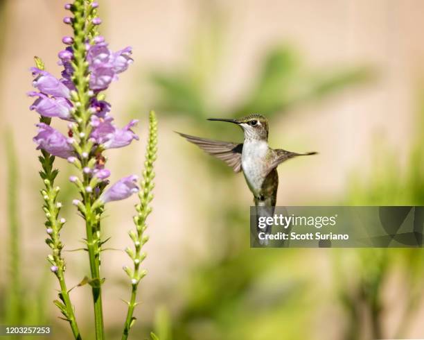 hovering hummer - ruby throated hummingbird stock pictures, royalty-free photos & images