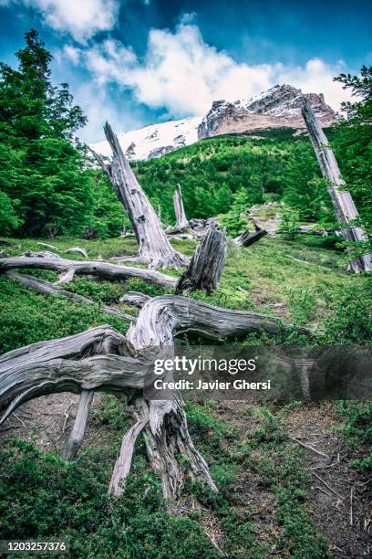 troncos de árboles añejos, montañas nevadas, el cielo y el bosque. parque nacional torres del paine, chile. - montañas nevadas stock pictures, royalty-free photos & images