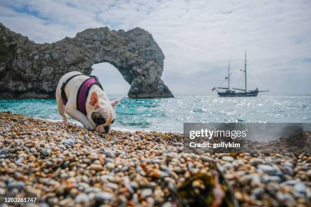 french bulldog exploring durdle door beach on jurassic coast, dorset, england - durdle door stock pictures, royalty-free photos & images