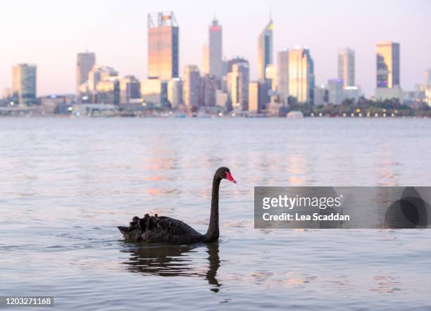 black swan on the swan river, perth - black swans stock pictures, royalty-free photos & images