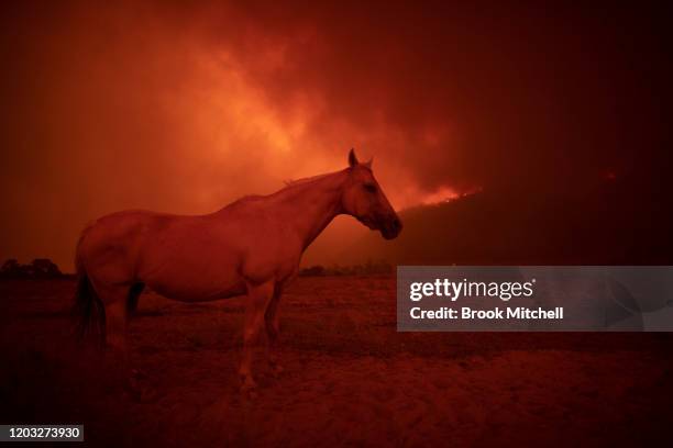 Horse on a Bumbalong Road, Bredbo North, Property near Canberra. February 01, 2020 in Canberra, Australia. ACT Chief Minister Andrew Barr declared a...