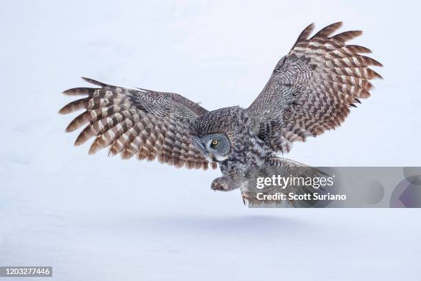 ninja hunter - great grey owl stock pictures, royalty-free photos & images