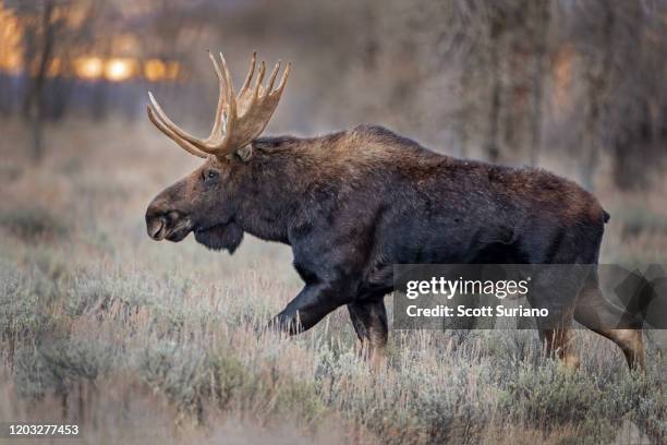 nightfall moose - elk stock-fotos und bilder