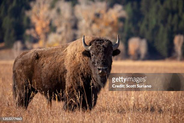 north american portrait - amerikanischer bison stock-fotos und bilder