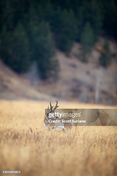 pronghorn - grand teton stock pictures, royalty-free photos & images