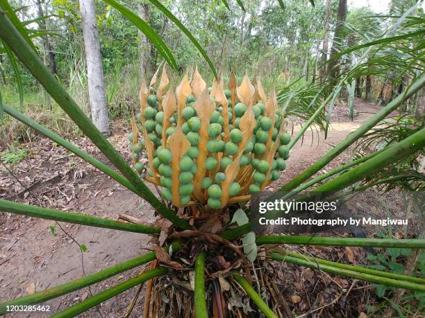 female cycad fruit - cycad stock pictures, royalty-free photos & images