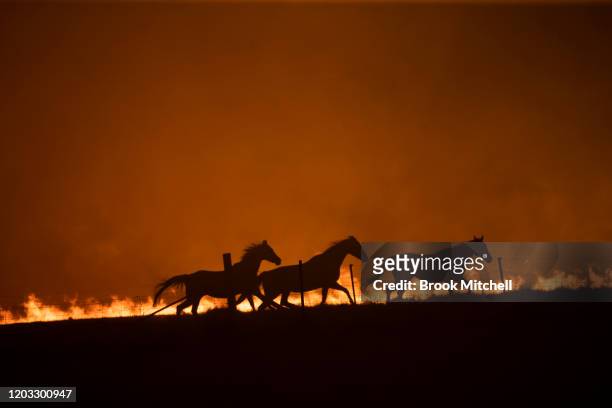 Horses panick as a spot fire runs through the property of Lawrence and Clair Cowie on February 01, 2020 near Canberra, Australia. The couple stayed...