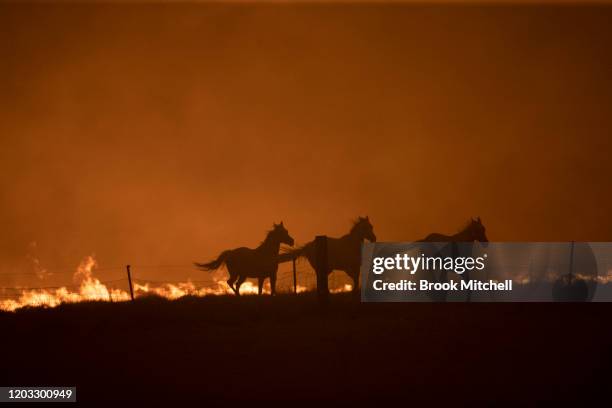 Horses panick as a spot fire runs through the property of Lawrence and Clair Cowie on February 01, 2020 near Canberra, Australia. The couple stayed...