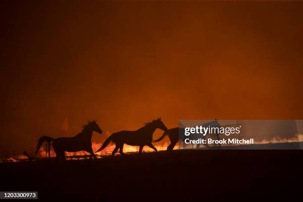 Horses panick as a spot fire runs through the property of Lawrence and Clair Cowie on February 01, 2020 near Canberra, Australia. The couple stayed...