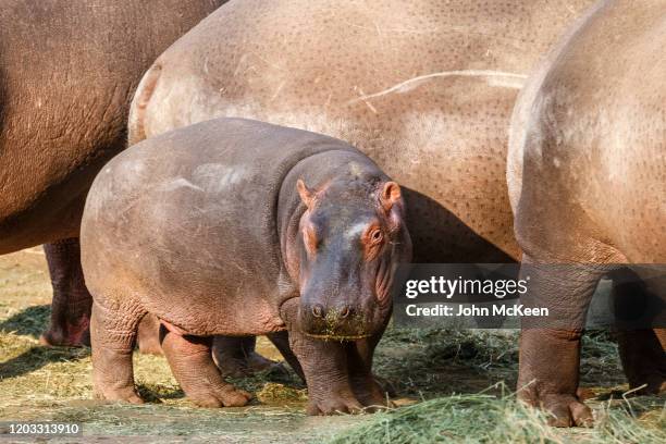hippo calf - baby hippo stock pictures, royalty-free photos & images
