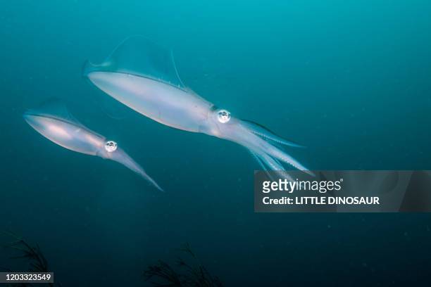 bigfin reef squid (sepioteuthis lessoniana) - イカ ストックフォトと画像