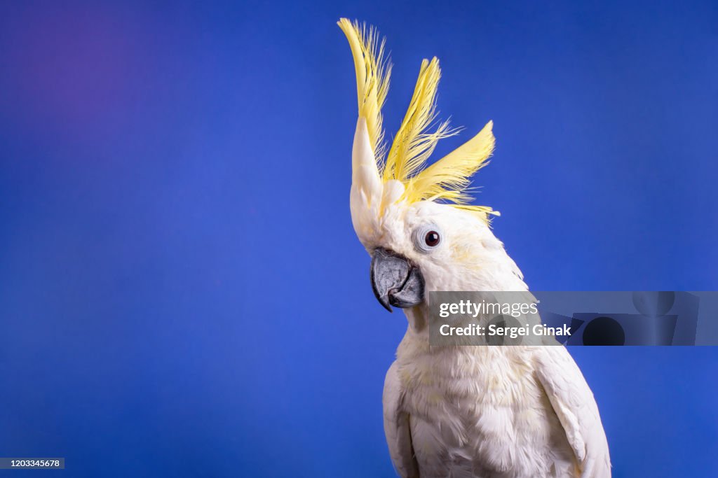 A very nice white cockatoo parrot.