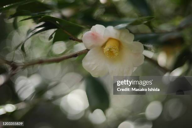 close-up of a blooming lovely white camellia japonica flower ,wabisuke camellia named "setchuka (or cv.hatsukari ,or cv.showawabisuke) " with green leaves and beautiful bokeh circles in the background. selective focus. - backlight　green ストックフォトと画像