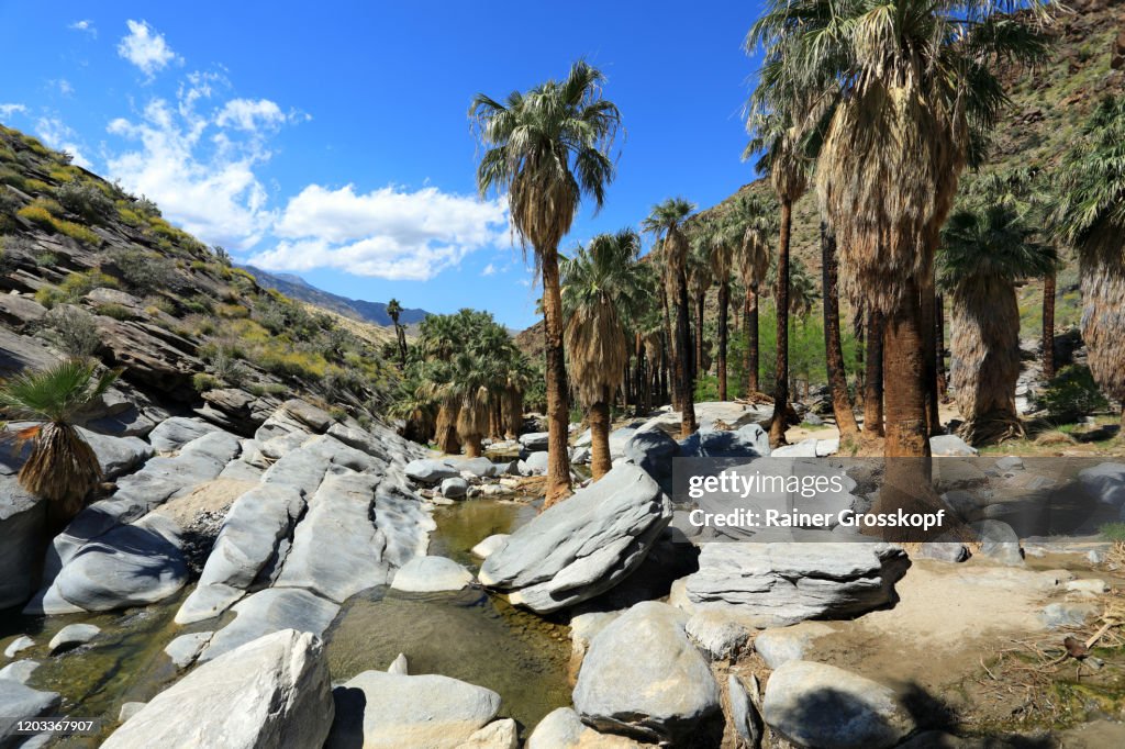 Palms along a small creek between rocks