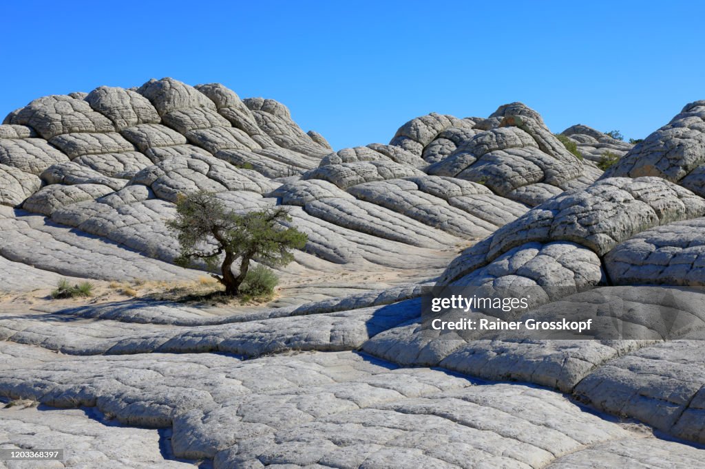 Lonely tree growing between gray rocks in a mountaineous desert landscape