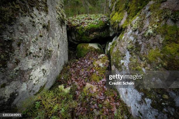 cut blocks with moss in spruce forest in winter in dim light - stenen muur stockfoto's en -beelden