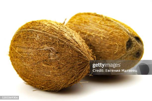 fresh whole coconuts isolated on white background close up view. selective focus. copy space. - 2 coconut drinks ストックフォトと画像