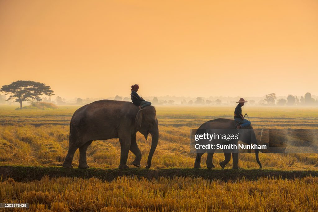 Elephants with mahouts walking in the fields during sunrise in the morning at the elephant village Surin Thailand