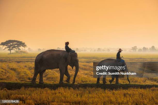 elephants with mahouts walking in the fields during sunrise in the morning at the elephant village surin thailand - riding elephant stock pictures, royalty-free photos & images