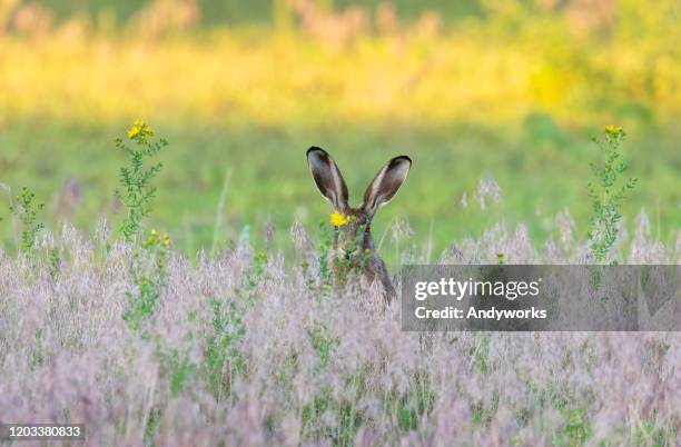 europäischer hase - wild flowers stock-fotos und bilder