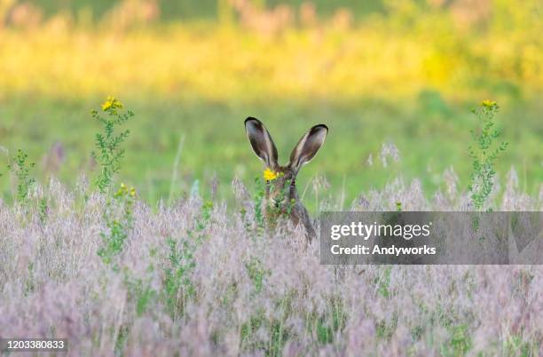 europese haas - wild flowers stockfoto's en -beelden