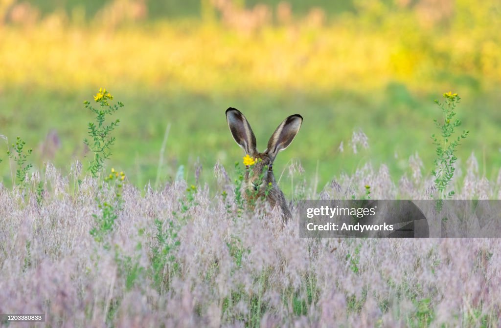 European hare