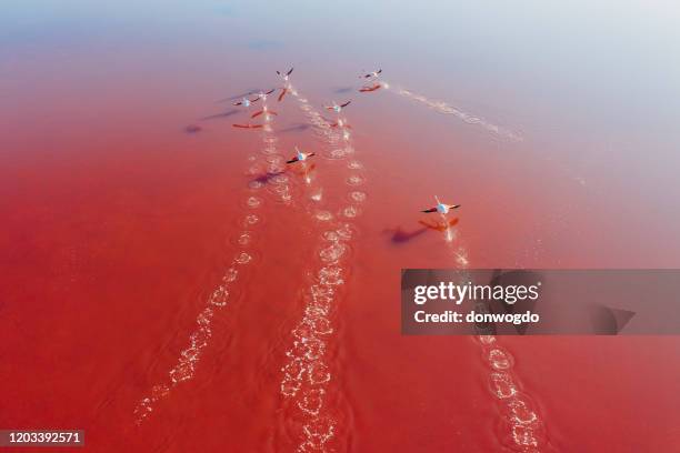 zoute velden en minerale meren - beach landscape stockfoto's en -beelden