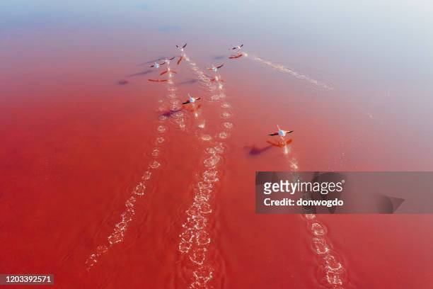 salt fields and mineral lakes - flamingos stock pictures, royalty-free photos & images