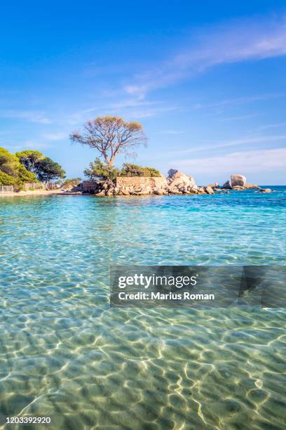 view of famous palombaggia beach with pine trees and azure sea, corsica island, france. - france beach stock pictures, royalty-free photos & images