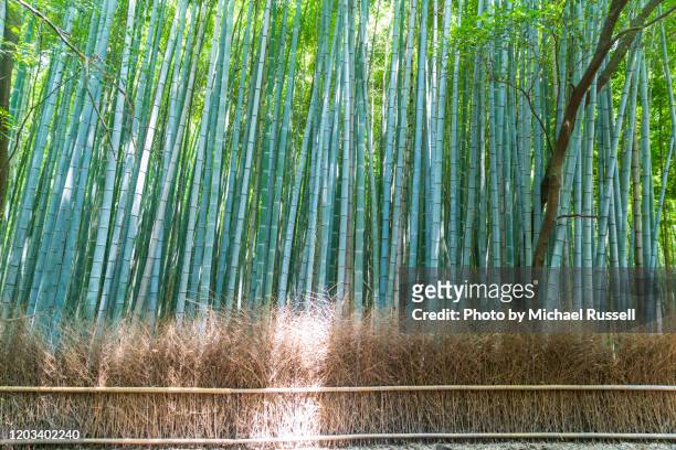 arashiyama bamboo forest - bambusnår bildbanksfoton och bilder