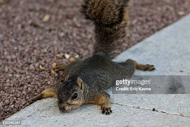 Squirrel lies on a patch of concrete during a hot day August 4, 2011 Houston, Texas. The region has endured over 30-days triple didgit temperatures...