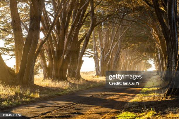 cypress tree tunnel, point reyes national seashore, california, united states, marin county, north america. - cypress tree stockfoto's en -beelden