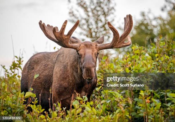 ak moose - bull moose stock pictures, royalty-free photos & images