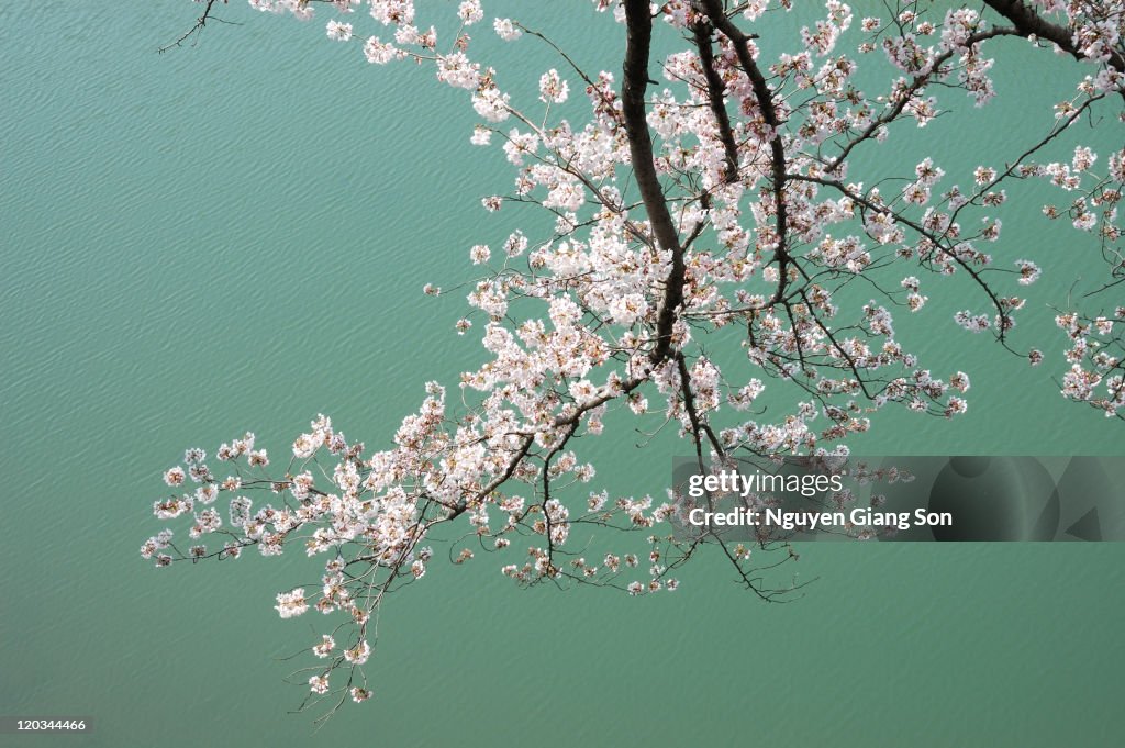 Cherry blossom