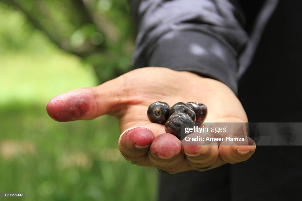 Black cherries