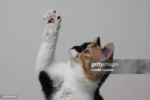 playing cat - cat studio stock pictures, royalty-free photos & images