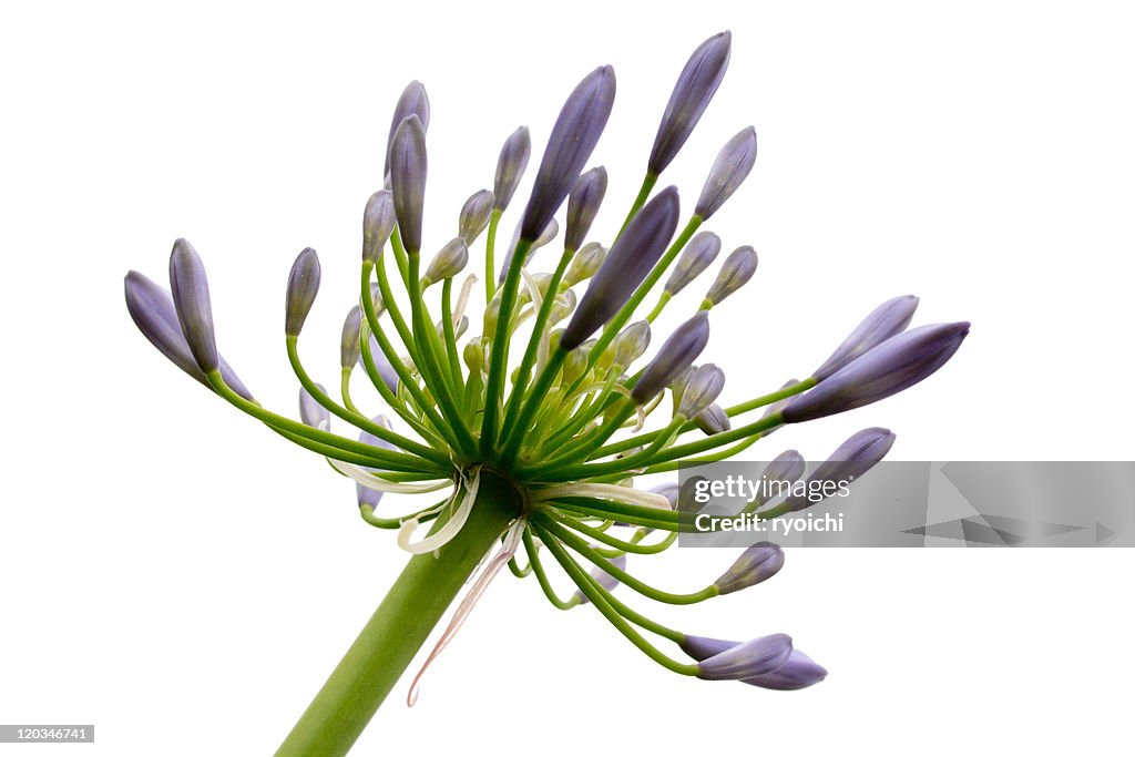 Agapanthus flower