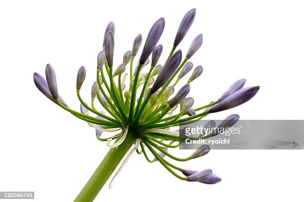agapanthus flower - agapanthus stock pictures, royalty-free photos & images