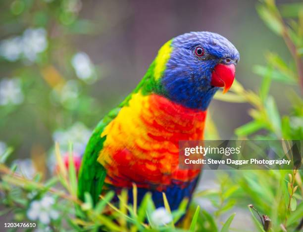 rainbow lorikeet - rainbow lorikeet stock pictures, royalty-free photos & images