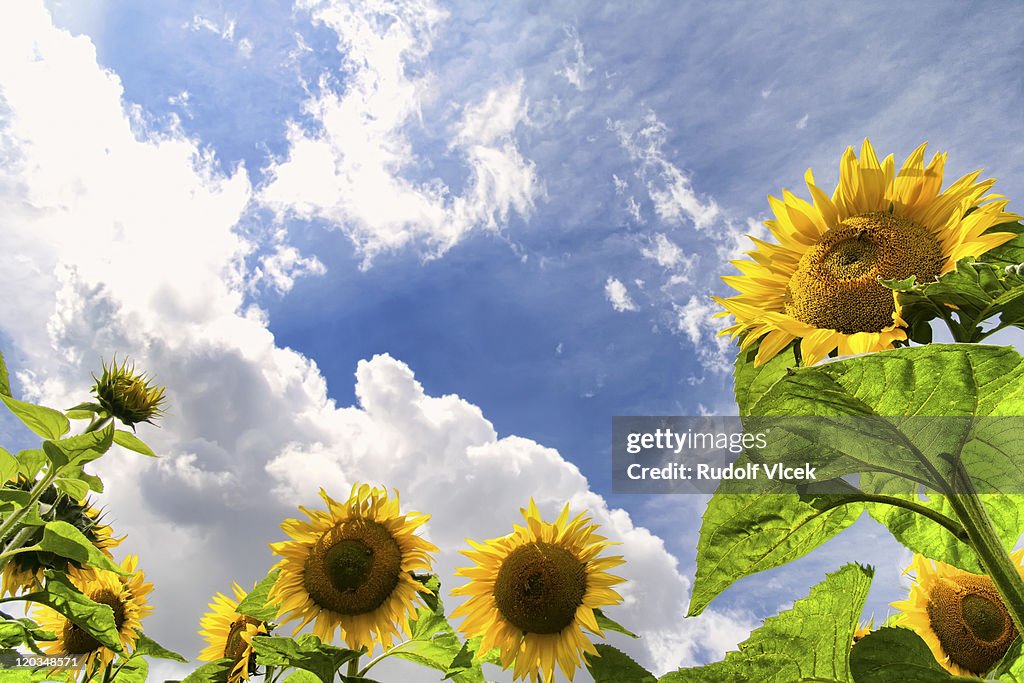 Sunflowers