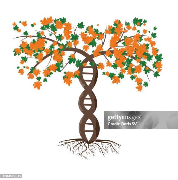 dna tree - stamboom stockfoto's en -beelden