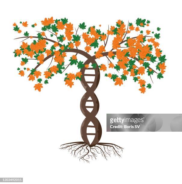 dna tree - genealogy stock pictures, royalty-free photos & images