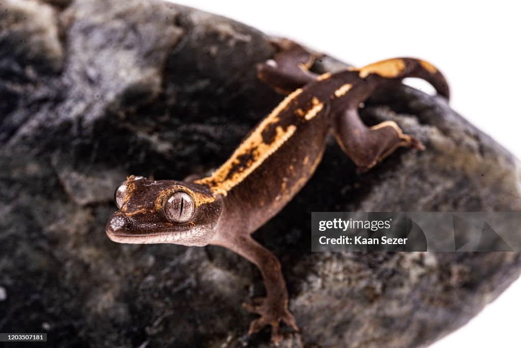 Baby crested gecko on isolated white background