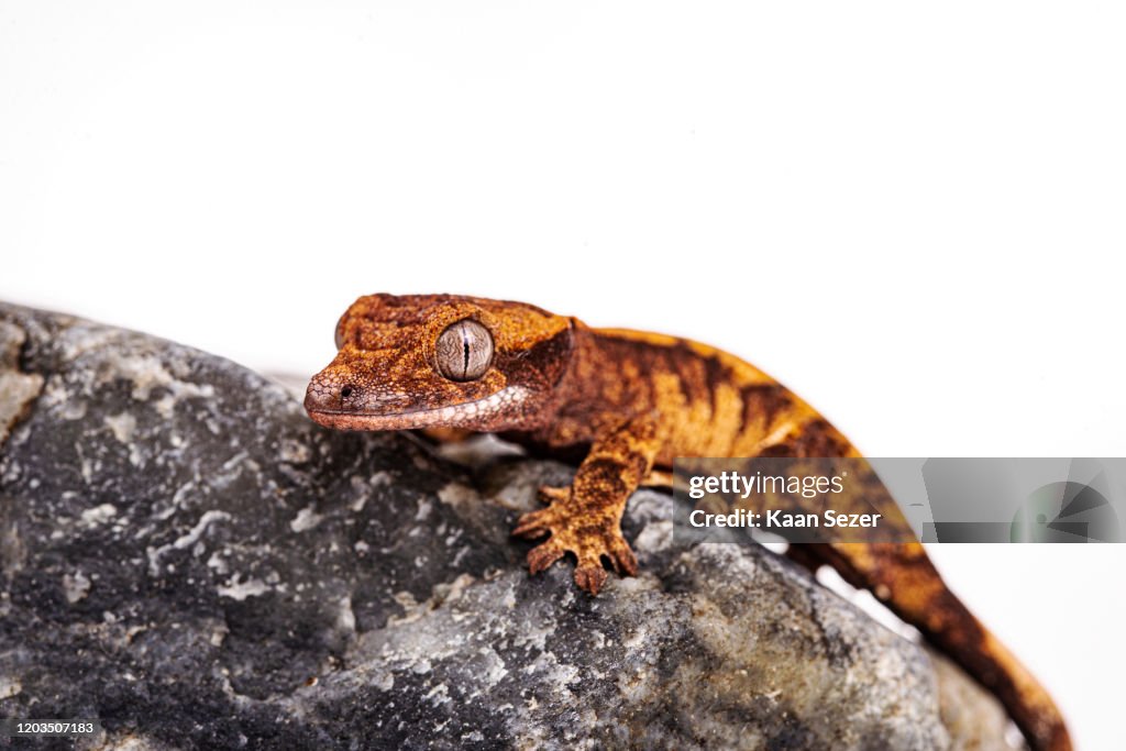 Baby crested gecko on isolated white background