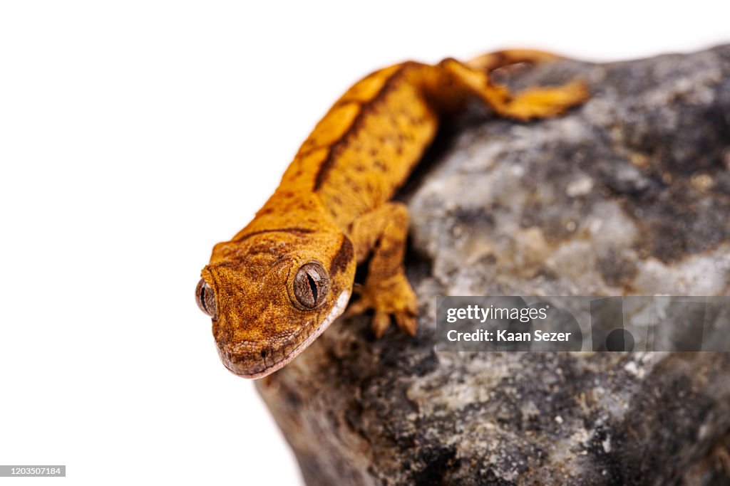 Baby crested gecko on isolated white background