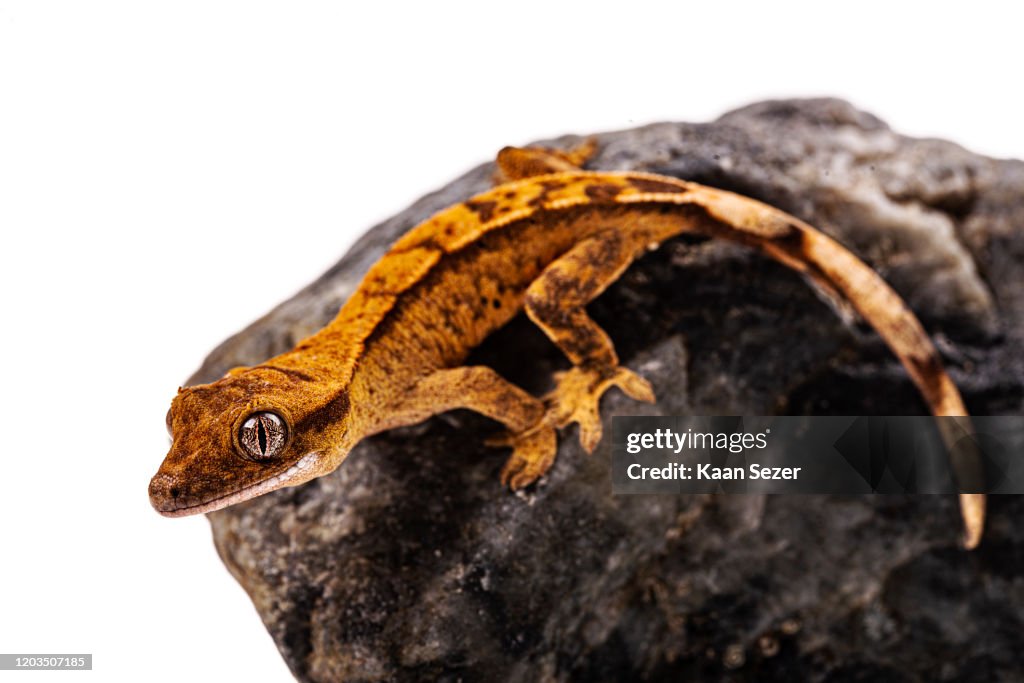 Baby crested gecko on isolated white background
