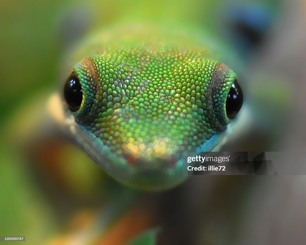 Gekko