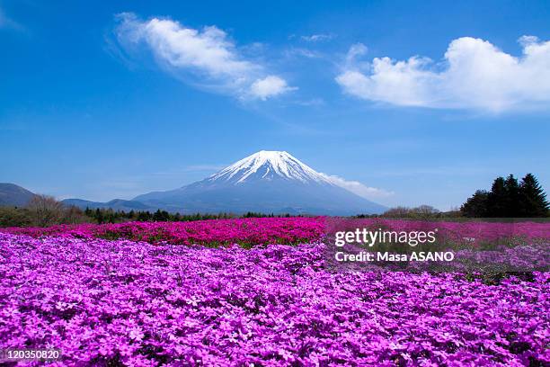 mt. fuji and shibazakura field - mt fuji fotografías e imágenes de stock