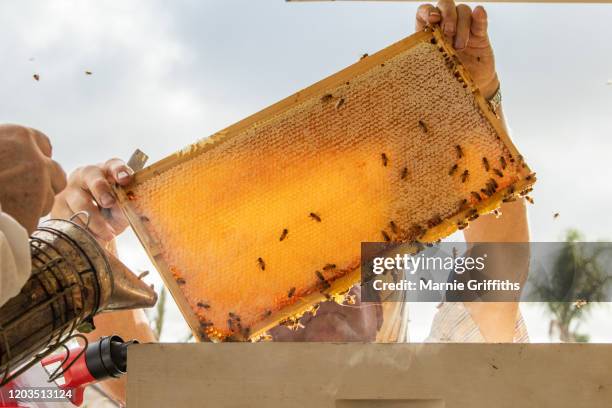 bee keeper inspecting bee hive - bee keeper stockfoto's en -beelden