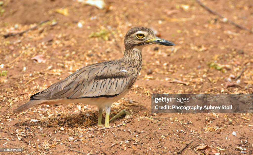 Senegal Thick-Knee